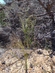 Austrostipa macalpinei