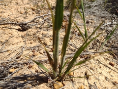 Austrostipa macalpinei