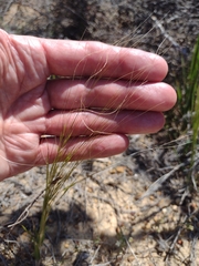 Austrostipa macalpinei