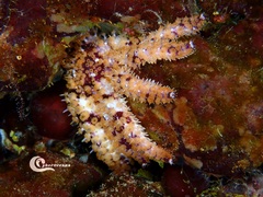 Coscinasterias tenuispina