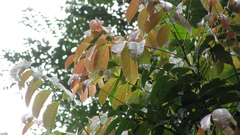 Tetragastris panamensis