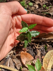 Trachelospermum asiaticum