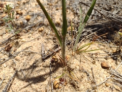 Austrostipa macalpinei