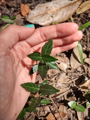 Trachelospermum asiaticum