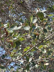 Quercus wislizeni