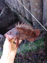 Sebastes auriculatus