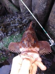 Sebastes auriculatus