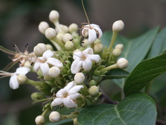 Clerodendrum floribundum