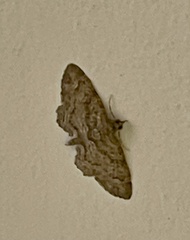 Chloroclystis filata