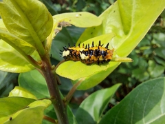 Papilio clytia