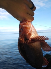 Sebastes auriculatus