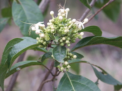Clerodendrum floribundum