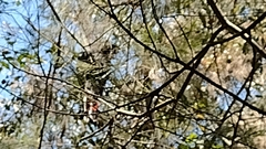 Calyptorhynchus lathami