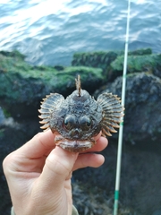 Hemilepidotus hemilepidotus