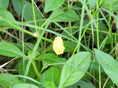 Eurema hecabe