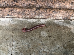 Trigoniulus corallinus