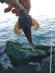 Hemilepidotus hemilepidotus