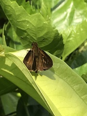 Polytremis lubricans