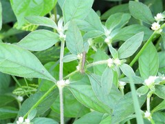 Conocephalus maculatus