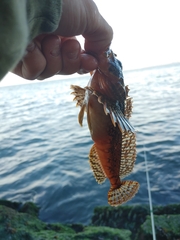 Hemilepidotus hemilepidotus