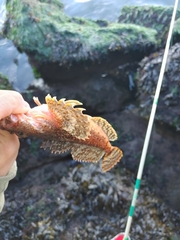 Hemilepidotus hemilepidotus