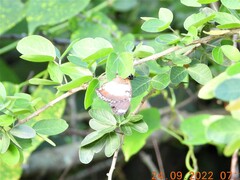 Hypolimnas misippus
