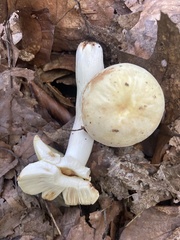 Russula ochroleuca