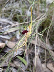 Caladenia parva