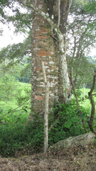 Zanthoxylum setulosum