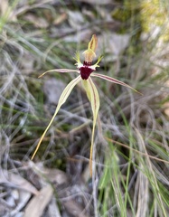 Caladenia parva