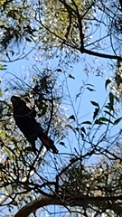 Calyptorhynchus lathami