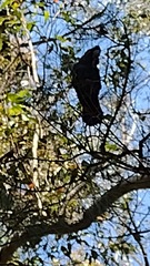 Calyptorhynchus lathami