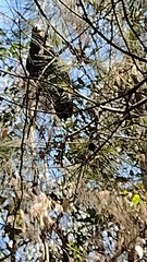 Calyptorhynchus lathami