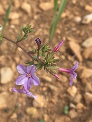 Plumbago europaea
