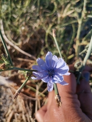 Cichorium