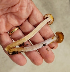 Gliophorus perplexus