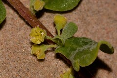 Tetragonia decumbens