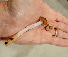 Gliophorus perplexus