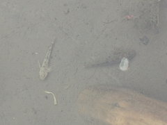 Altai Bullhead photo 5