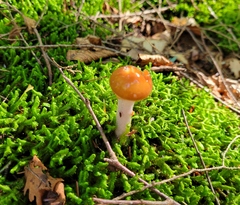 Gliophorus perplexus