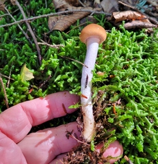 Gliophorus perplexus