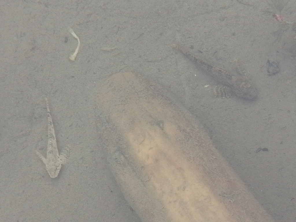Altai Bullhead