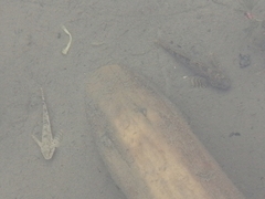 Altai Bullhead photo 1