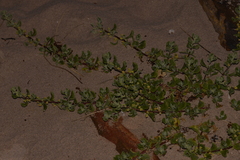 Tetragonia decumbens