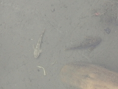 Altai Bullhead photo 2