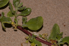 Tetragonia decumbens