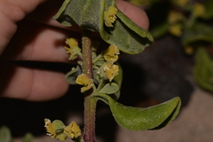 Tetragonia decumbens