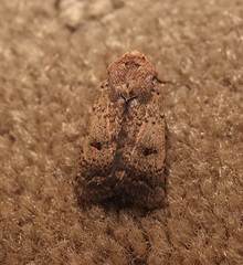 Proteuxoa hypochalchis