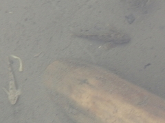 Altai Bullhead photo 4