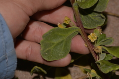 Tetragonia decumbens